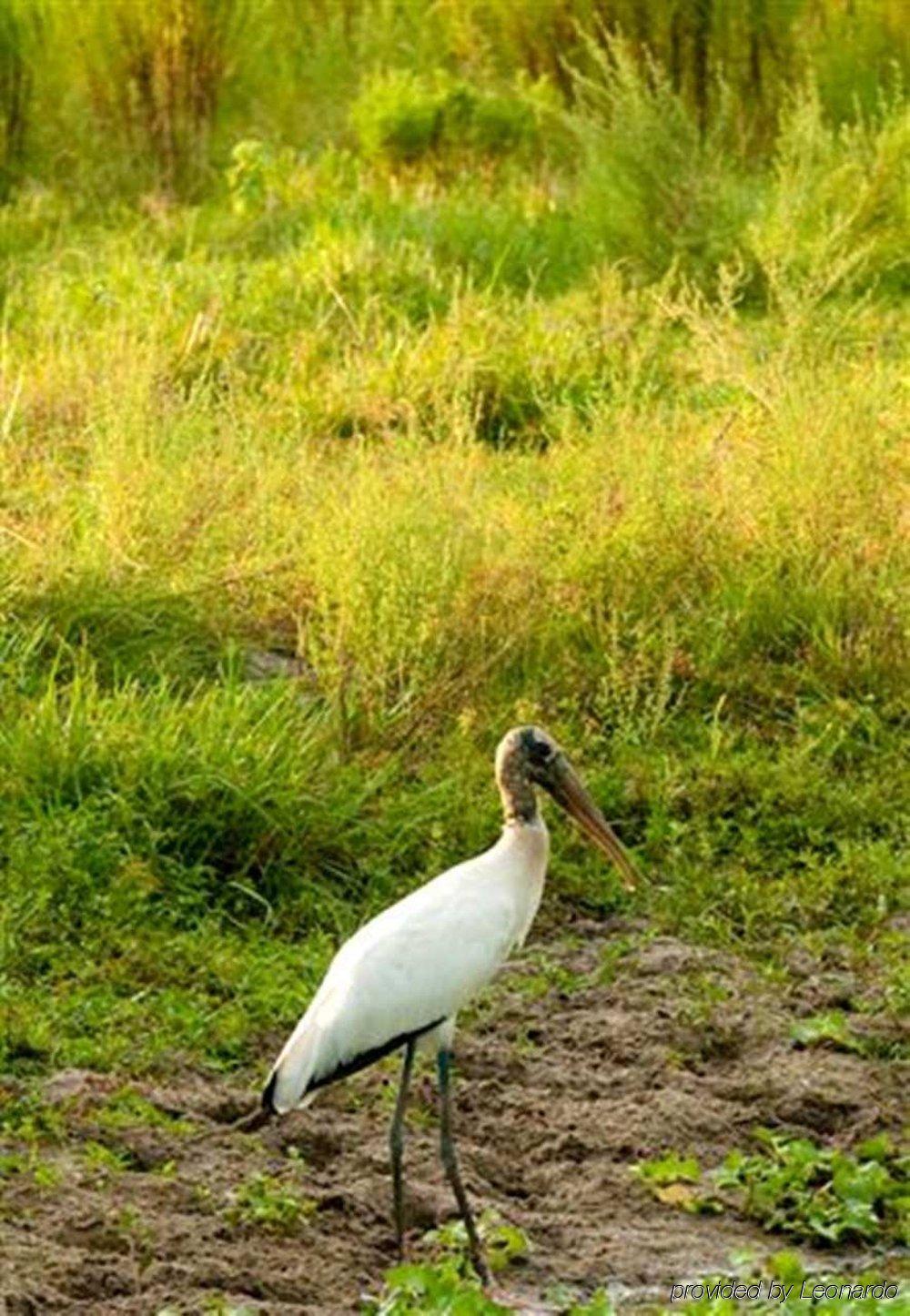 Hampton Inn Okeechobee - Lake Okeechobee Esterno foto